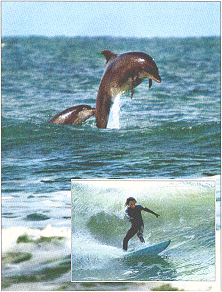 Chairman of the board:Stuart Campbell (inset),13,battles the waves 