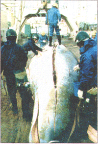 A whale is cut open Pic~urn~: WSPNEIA