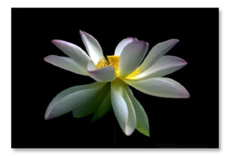 Loto Blanco