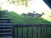 Deer17