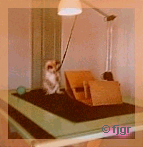 Gatinho Pop sendo fotografado por FJGR em 1988.