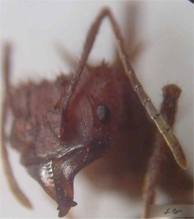 Acromyrmex