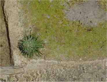 albero.jpg - 9372 Bytes