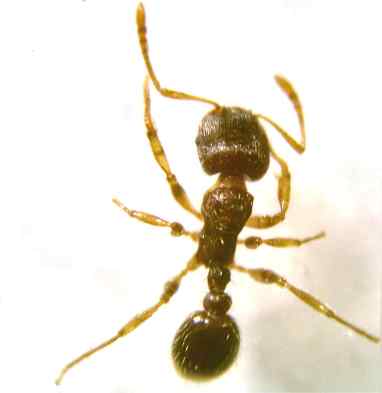 Tetramorium caespitum
