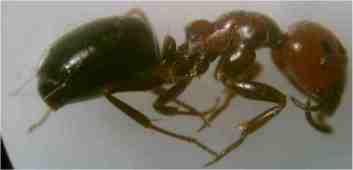 Camponotus lateralis