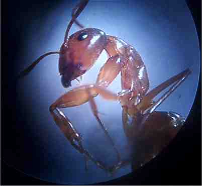 camponotus nylanderi - 8933 Bytes