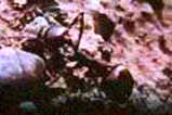 messor cephalotes