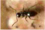 Lasius