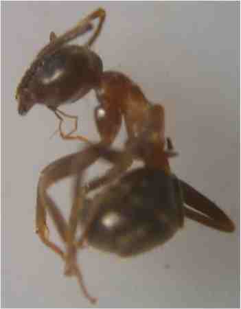 Lasius emarginatus