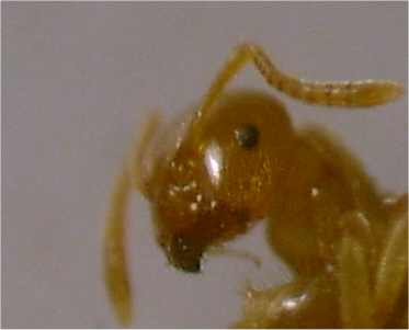 Lasius flavus