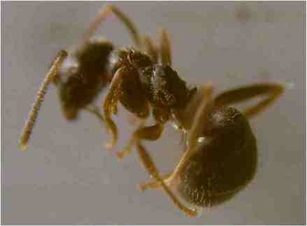 Lasius Niger
