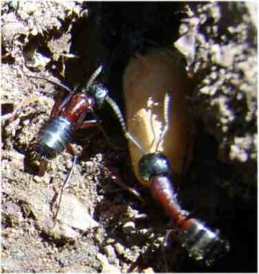 Camponotus ligniperda