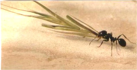 formica mietitrice
