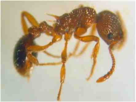  Myrmica