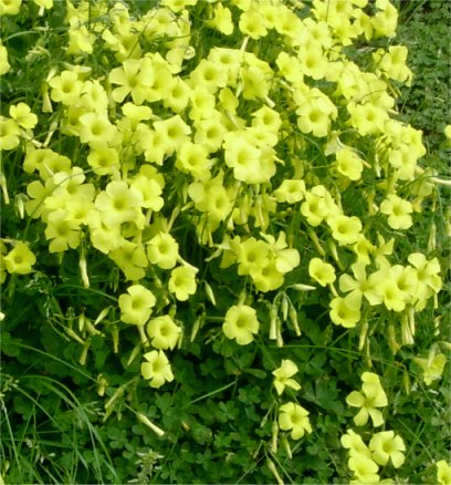 Oxalis pes caprae