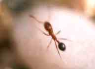 monomorium