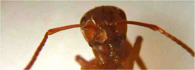 formica sanguinea