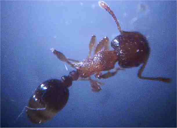 tetramorium semilaeve