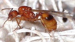 aphaenogaster splendida