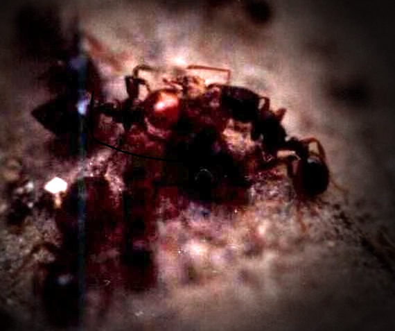 Tetramorium vs Crematogaster