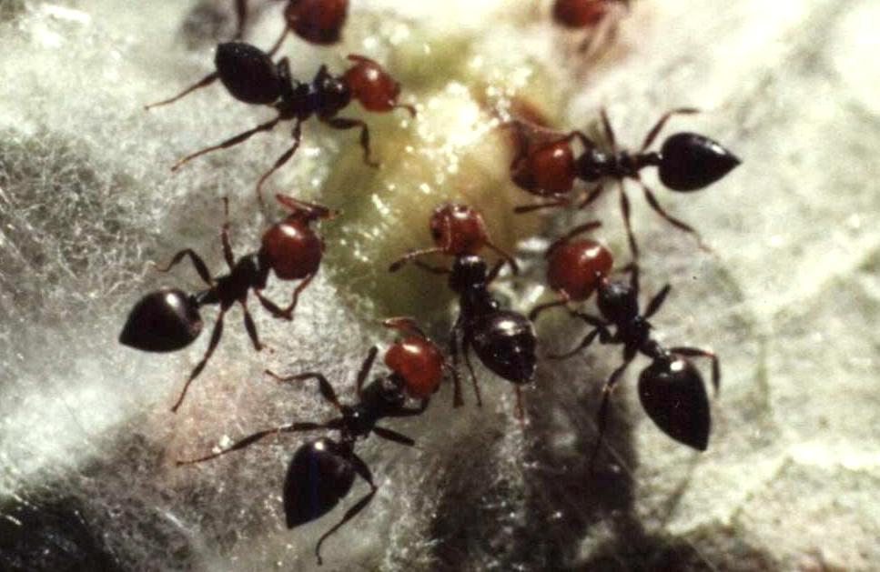Crematogaster scutellaris