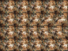 �ҹ�Ӫ�