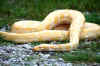 Python.jpg (29940 bytes)