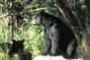 bear.jpg (34570 bytes)
