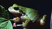 frog.jpg