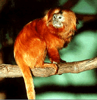 Another Monkey