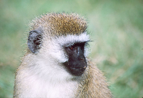 Monkey
