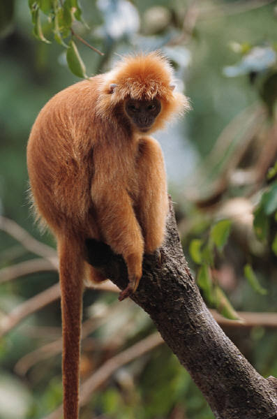 Another Monkey