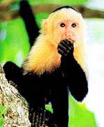 Yet Another Monkey