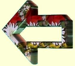 Bodas