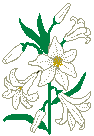 lilly2.gif (2401 bytes)