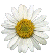 wdaisysm.gif (2707 bytes)