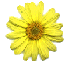 yeldaisyblank.gif (3498 bytes)