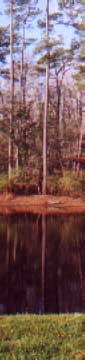Can you spot the gator on the distant shore?