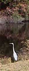 Blue Heron stalking a lost golf ball