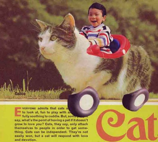 cat boy