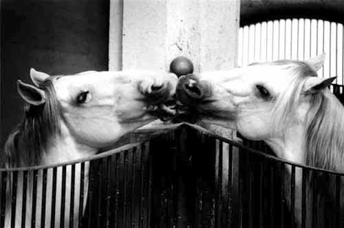 Amor en el Picadero