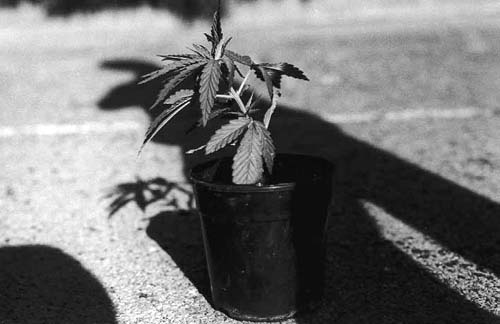 High Content in THC Photography