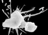 macrophage eating bacterias