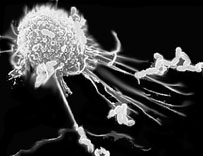 macropahge extend pseudopods to catch and eat bacterias