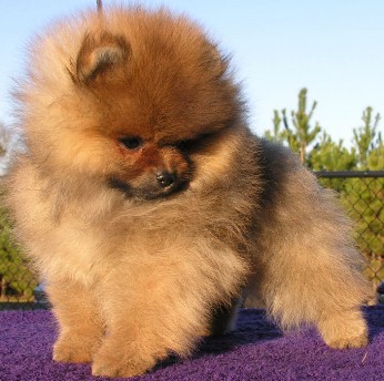 puppies panama city fl pomeranian puppies for sale in panama city fl breeds picture puppies panama city fl pomeranian puppies for sale in panama city fl breeds picture