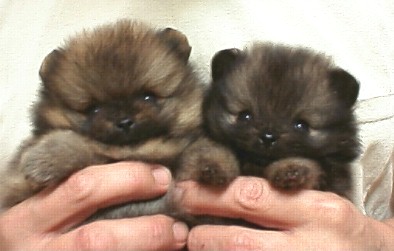 show quality pomeranian puppies for sale karizma pomeranians and showing quality pomeranians since 1979 located in show quality pomeranian puppies for sale karizma pomeranians and showing quality pomeranians since 1979 located in