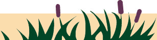 Wetland plants