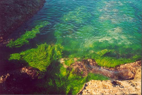 Dudley Beach Rock Pools. Click to purchase