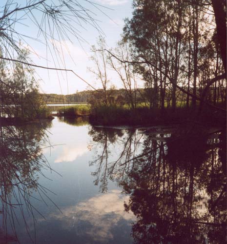 Belmont Wetlands. Click to purchase