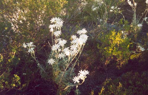 Flannel Flowers, Redhead. Click to purchase
